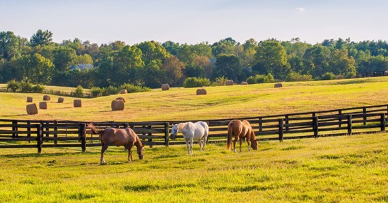 Top 18 Best Things To Do In Lexington Ky