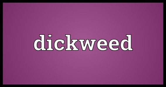 What Is Dickweed